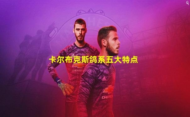 卡尔布克斯鸽系五大特点