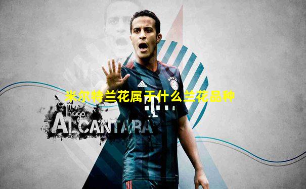 米尔特兰花属于什么兰花品种